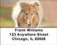 Eager Collies Address Labels