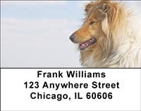 Eager Collies Address Labels