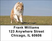 Playful Collies Address Labels