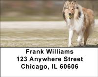 Playful Collies Address Labels