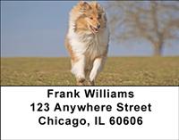 Playful Collies Address Labels