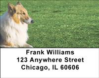 Collies In The Grass Address Labels