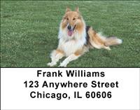 Collies In The Grass Address Labels