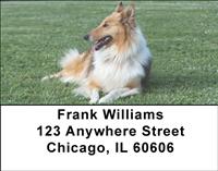 Collies In The Grass Address Labels