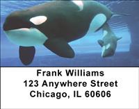 Orcas Address Labels