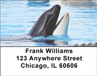 Orcas Address Labels