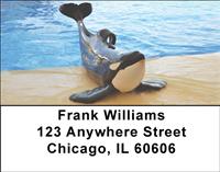 Orcas Address Labels