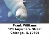 Beluga Whales Address Labels