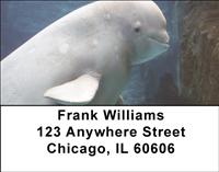 Beluga Whales Address Labels