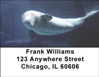 Beluga Whales Address Labels
