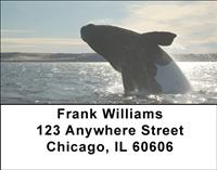 Breaching Whales Address Labels