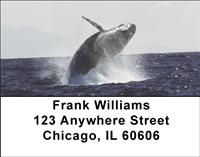 Breaching Whales Address Labels