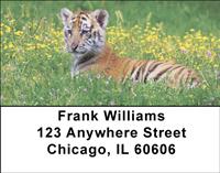 Tiger In The Grass Address Labels