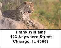 African Leopards Address Labels