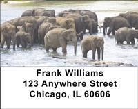 Elephants Cooling Off Address Labels