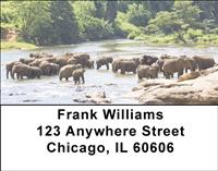 Elephants Cooling Off Address Labels