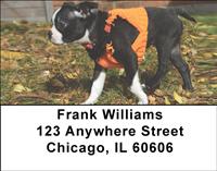 Playful Boston Terriers Address Labels