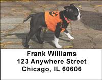 Playful Boston Terriers Address Labels
