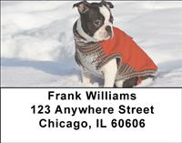 Boston Terriers In The Snow Address Labels