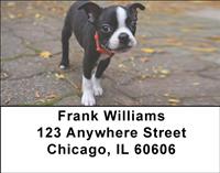 Curious Boston Terriers Address Labels