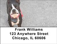Curious Boston Terriers Address Labels