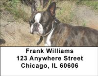 Curious Boston Terriers Address Labels
