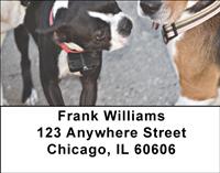 Curious Boston Terriers Address Labels