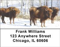 Bison In Winter Address Labels