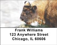 Bison In Winter Address Labels