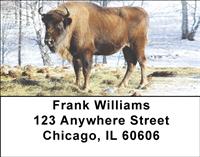 Bison In Winter Address Labels
