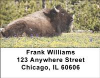 Bison Resting Address Labels
