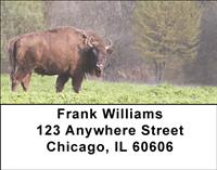 Bison In The Field Address Labels