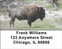 Bison In The Field Address Labels