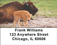 Bison Calf Address Labels