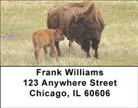 Bison Calf Address Labels