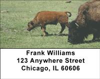Bison Calf Address Labels