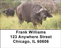 African Buffalo Address Labels