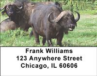 African Buffalo Address Labels