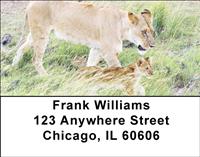 Lions In Training Address Labels