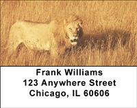 Majestic Lions Address Labels