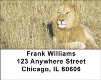 Majestic Lions Address Labels