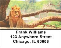 Resting Lions Address Labels