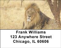 Resting Lions Address Labels