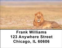 Resting Lions Address Labels