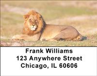 Resting Lions Address Labels