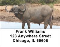 Cape Buffalo Address Labels