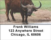 Cape Buffalo Address Labels