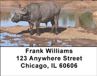 Cape Buffalo Address Labels