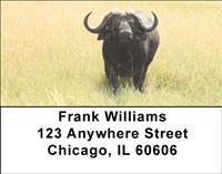 Grazing Buffalo Address Labels