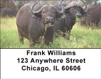 Grazing Buffalo Address Labels